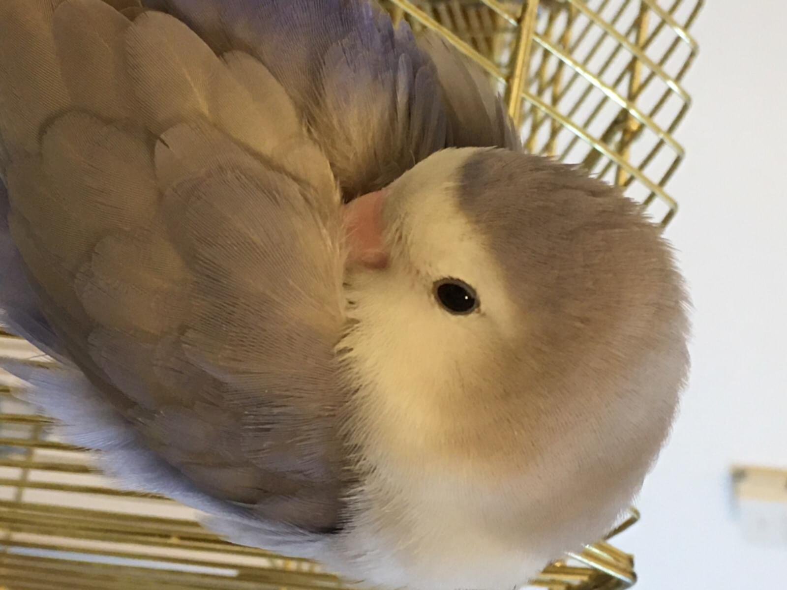 スズちゃん スズちゃん