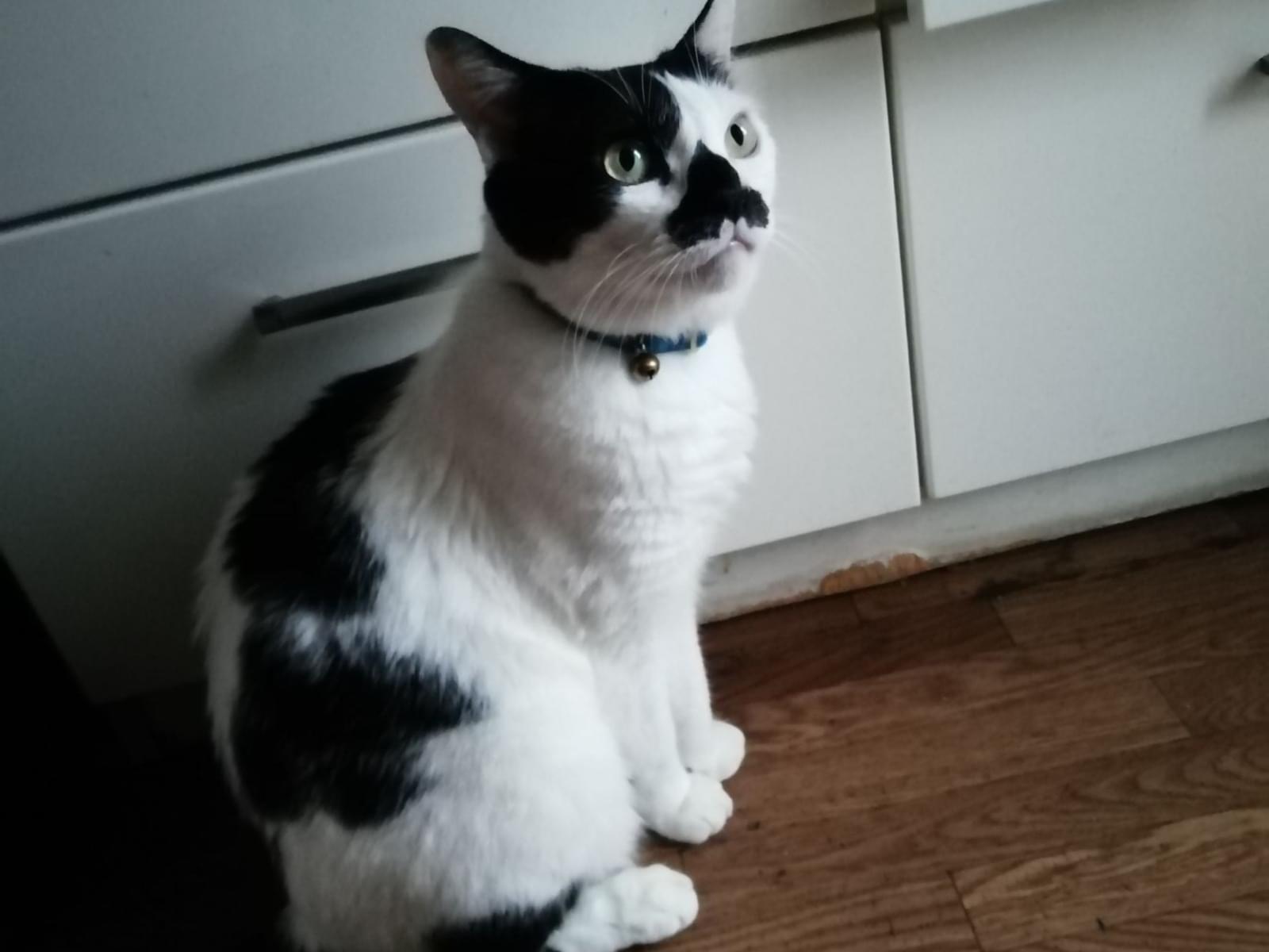 ラッキーちゃん ラッキーちゃん