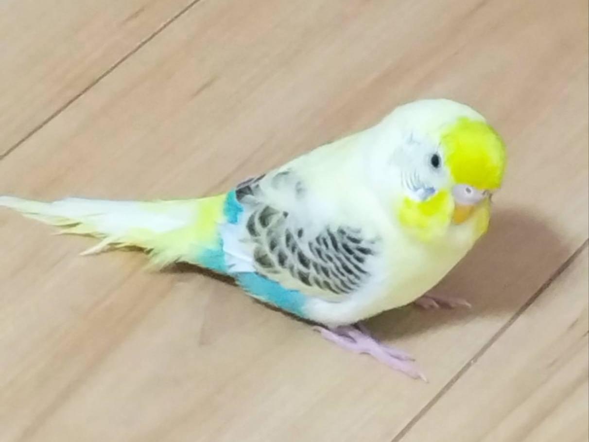 ピーちゃん ピーちゃん