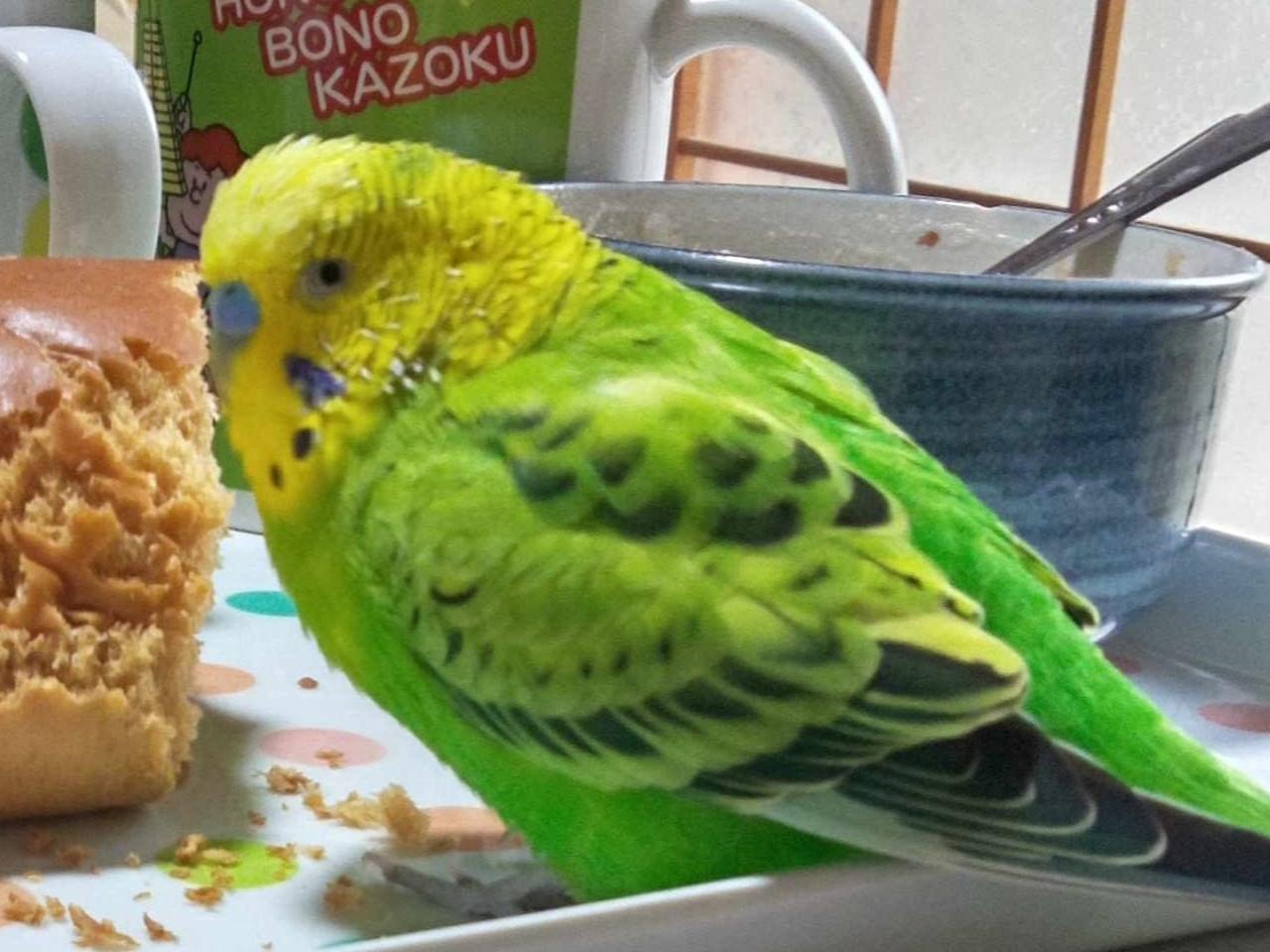 ピーちゃん ピーちゃん