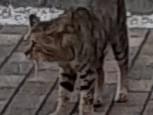 目撃された猫 目撃された猫