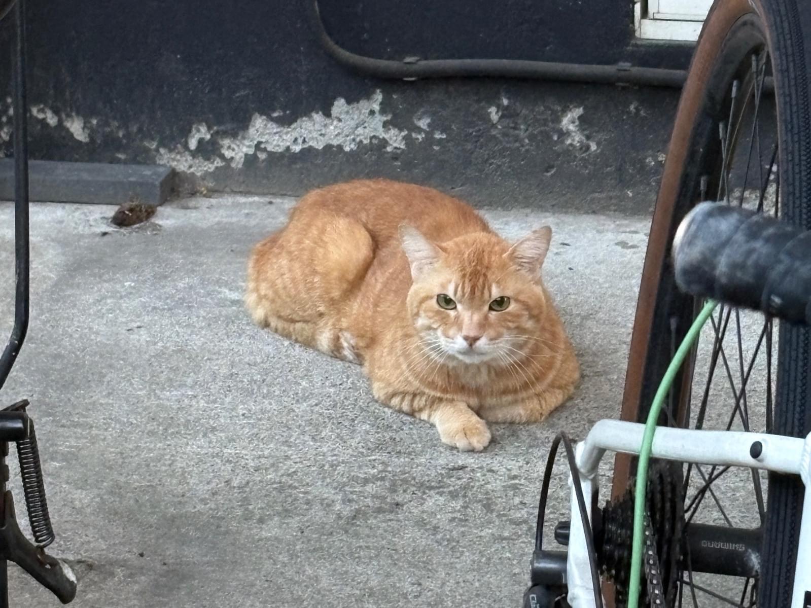 目撃された猫