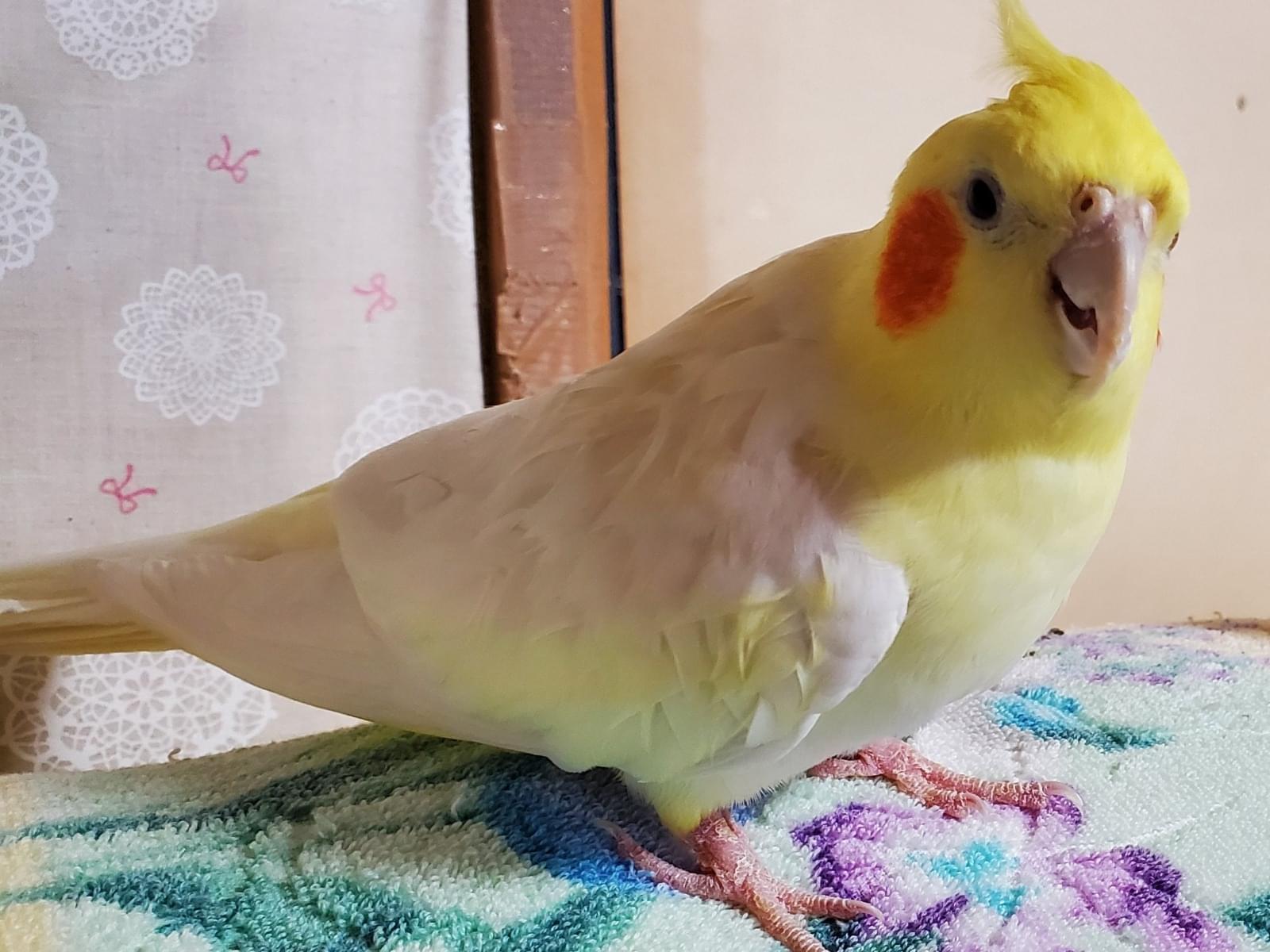 タラちゃん タラちゃん