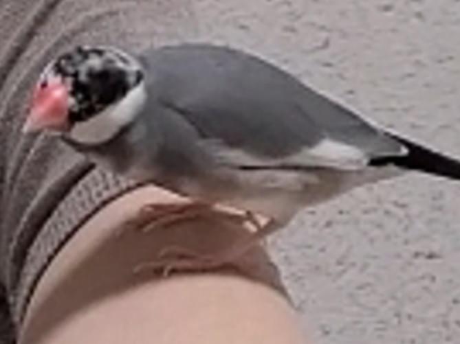 イモちゃん イモちゃん