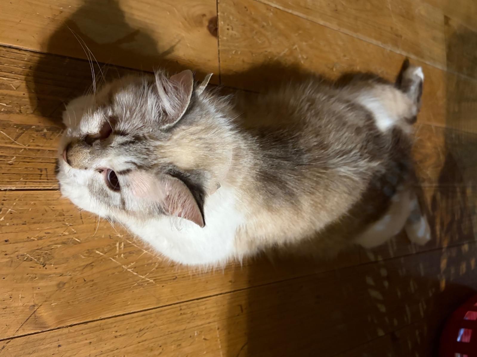 あいちゃん