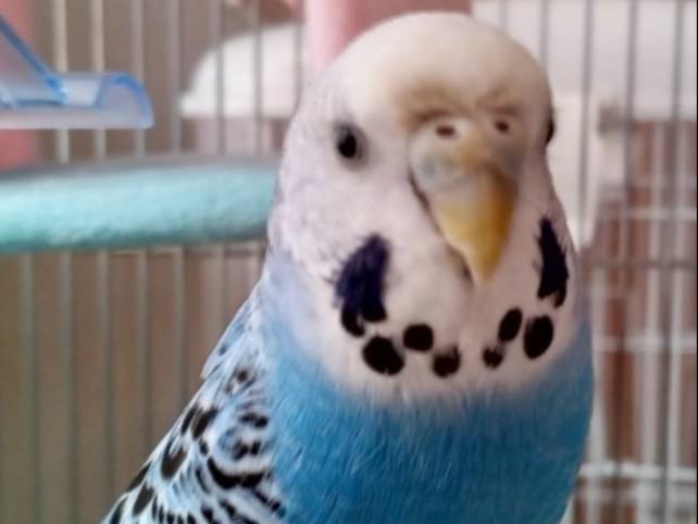 ぽぽちゃん ぽぽちゃん