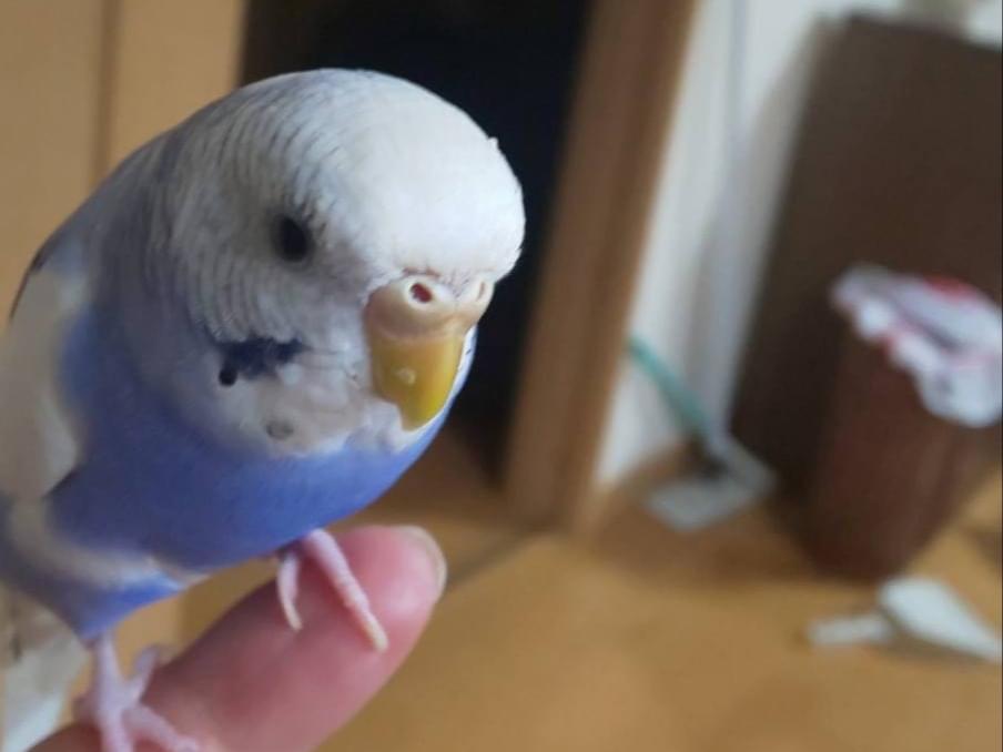 ルリちゃん ルリちゃん