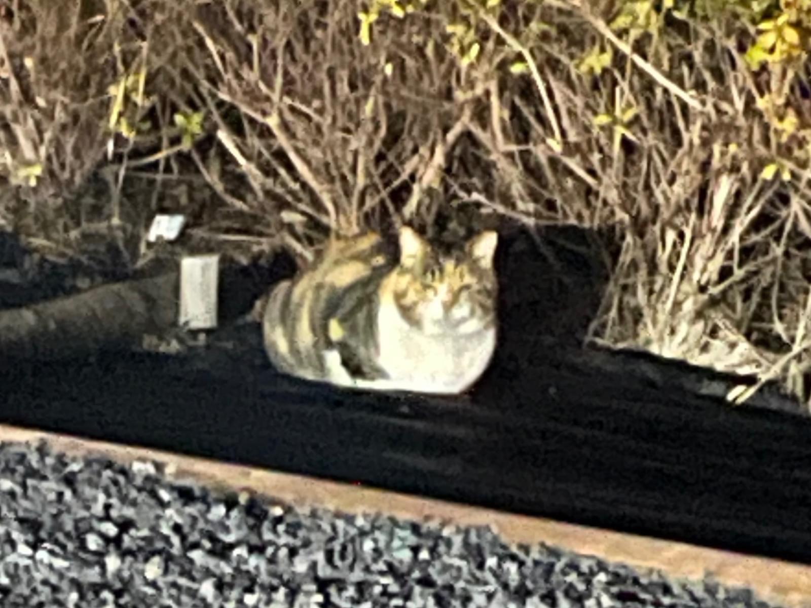 目撃された猫 目撃された猫