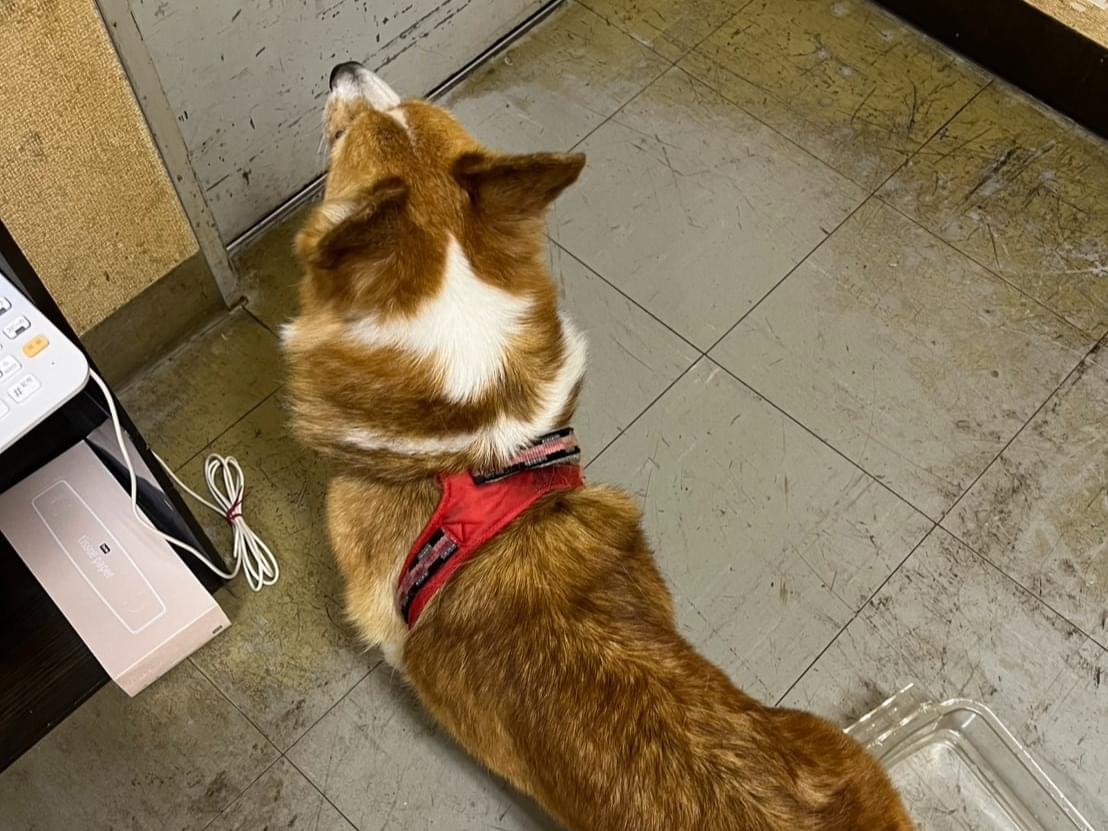 保護された犬 保護された犬
