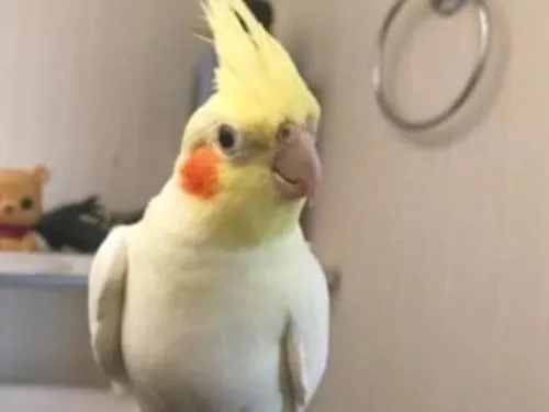 黄色でほっぺが赤いオカメインコを探してます