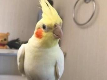 ちゅーりっぷちゃん ちゅーりっぷちゃん