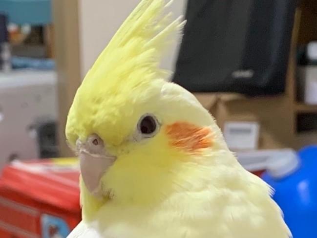 ペペちゃん ペペちゃん