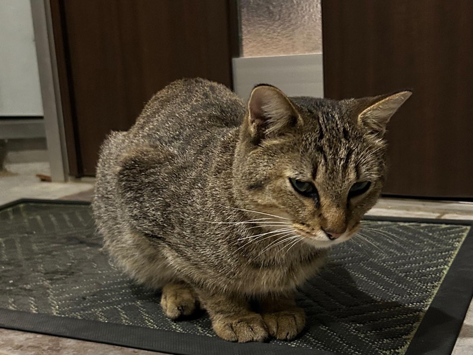 保護された猫 保護された猫