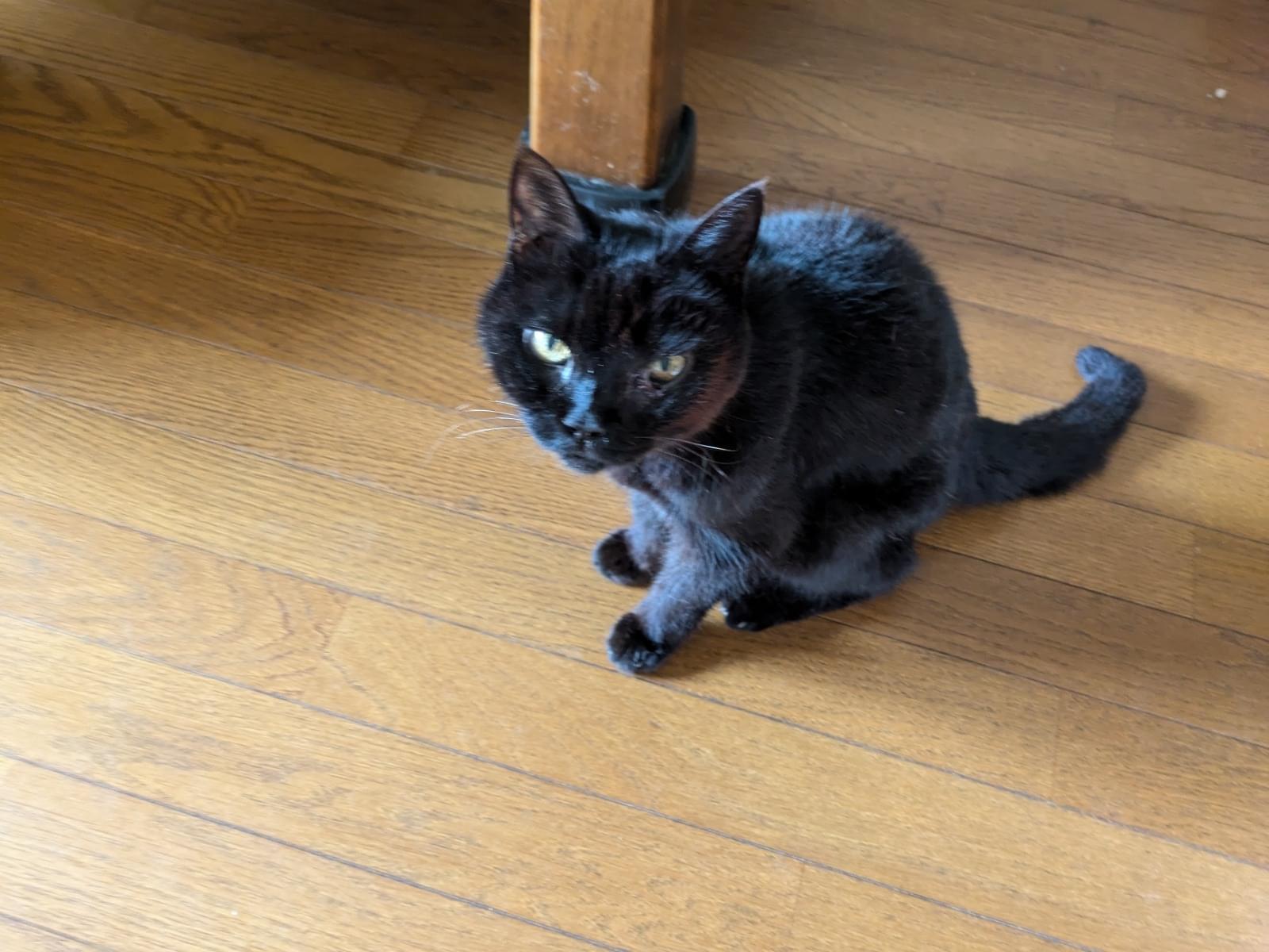 保護された猫 保護された猫