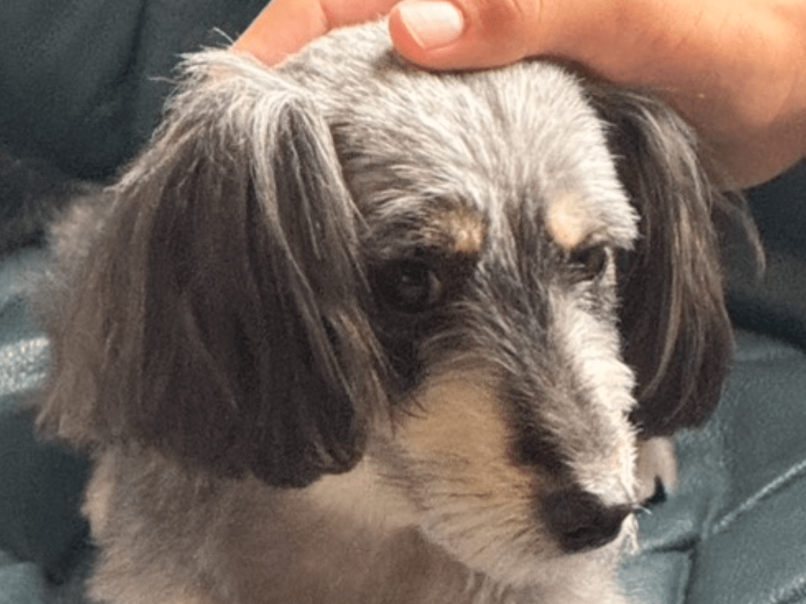 保護された犬 保護された犬