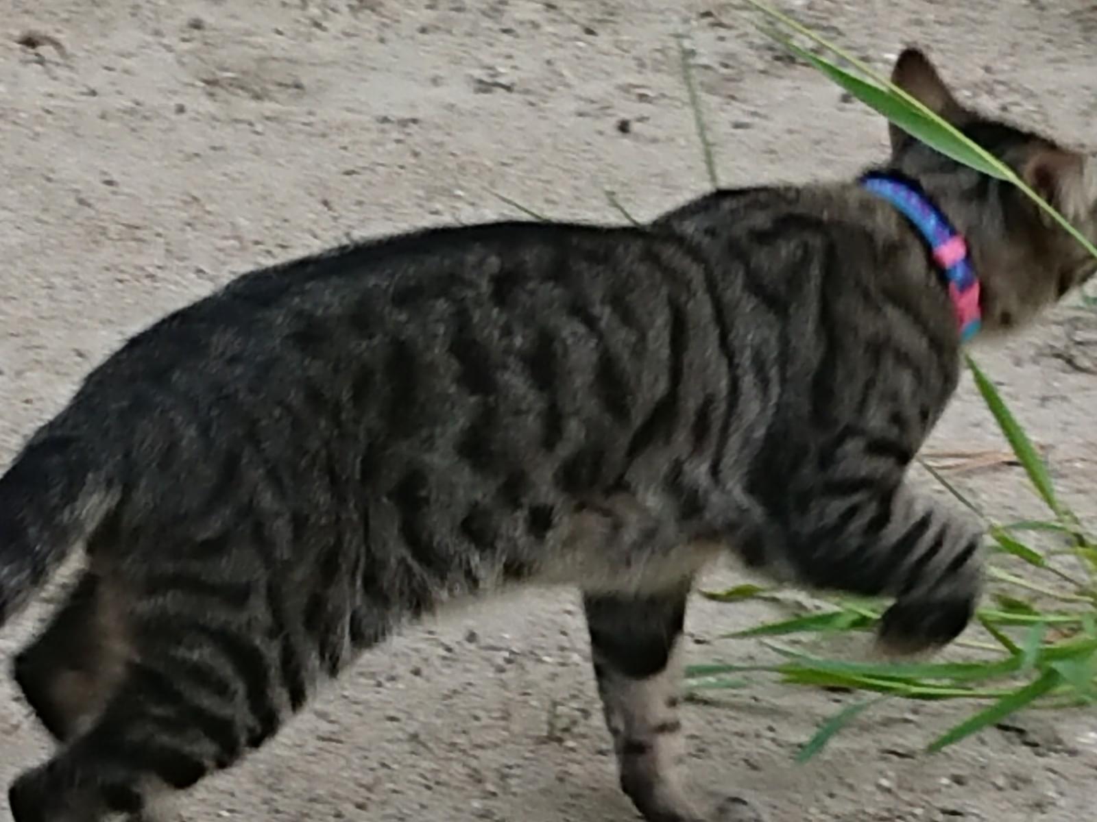 目撃された猫 目撃された猫