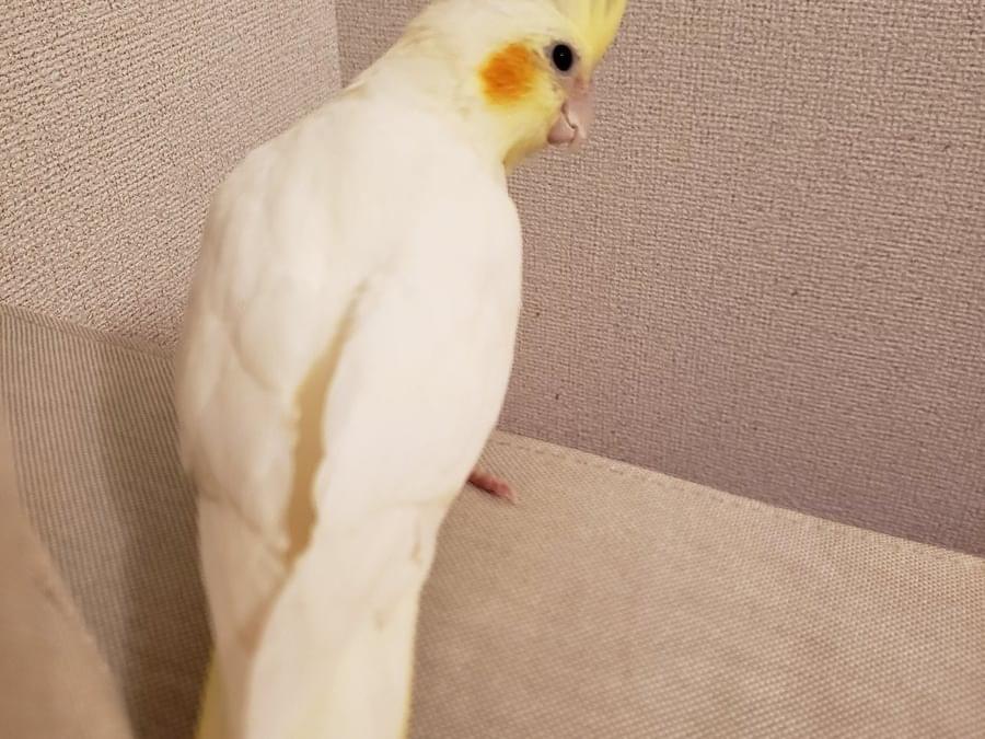 ふくちゃん ふくちゃん