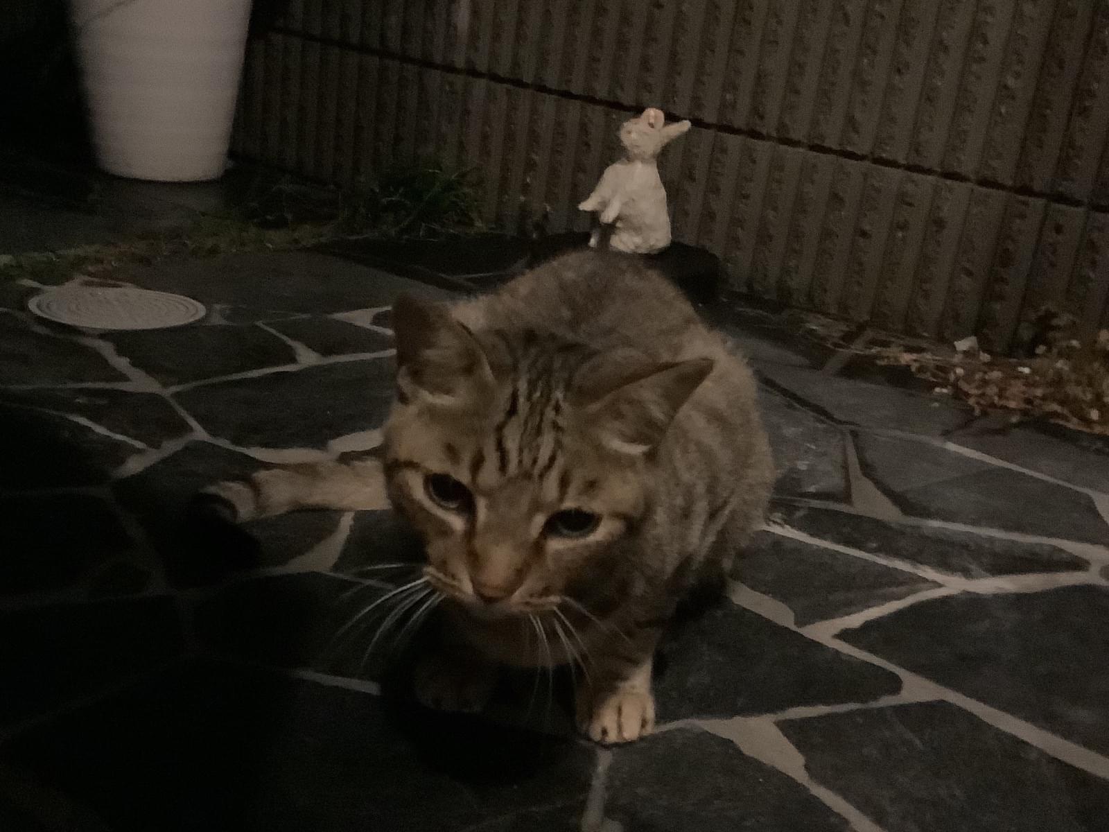 目撃された猫