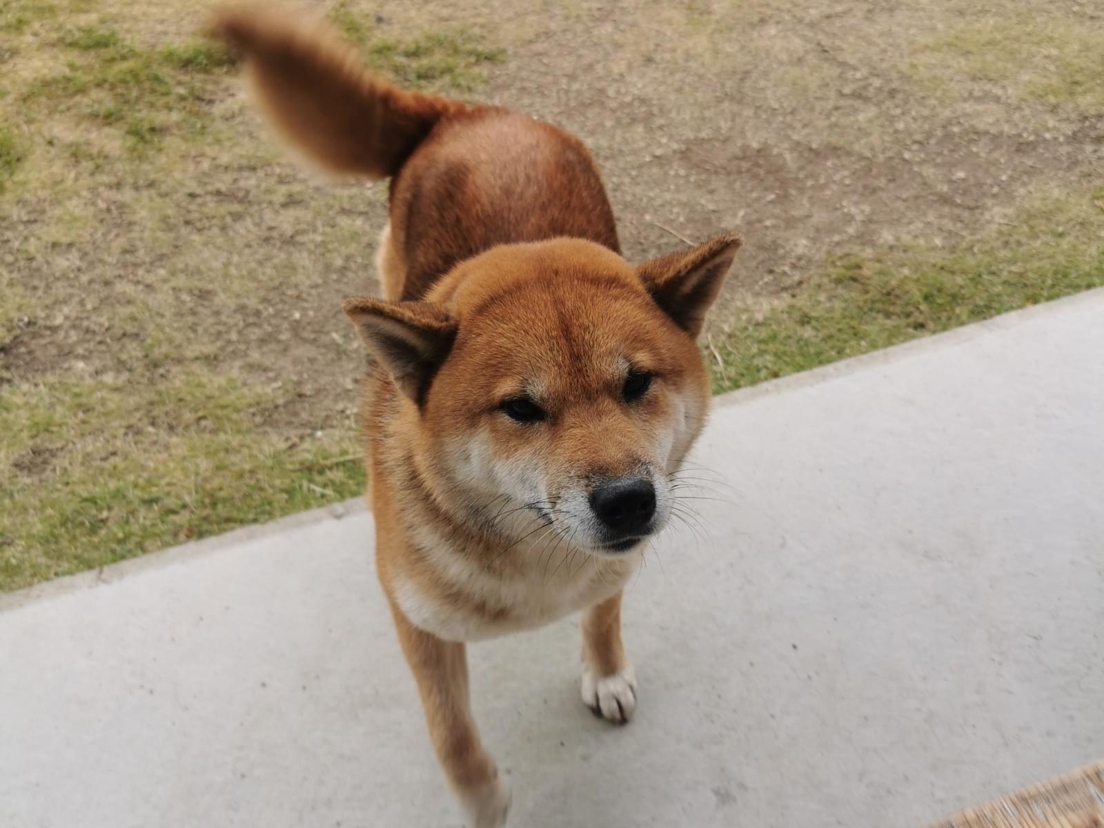保護された犬 保護された犬
