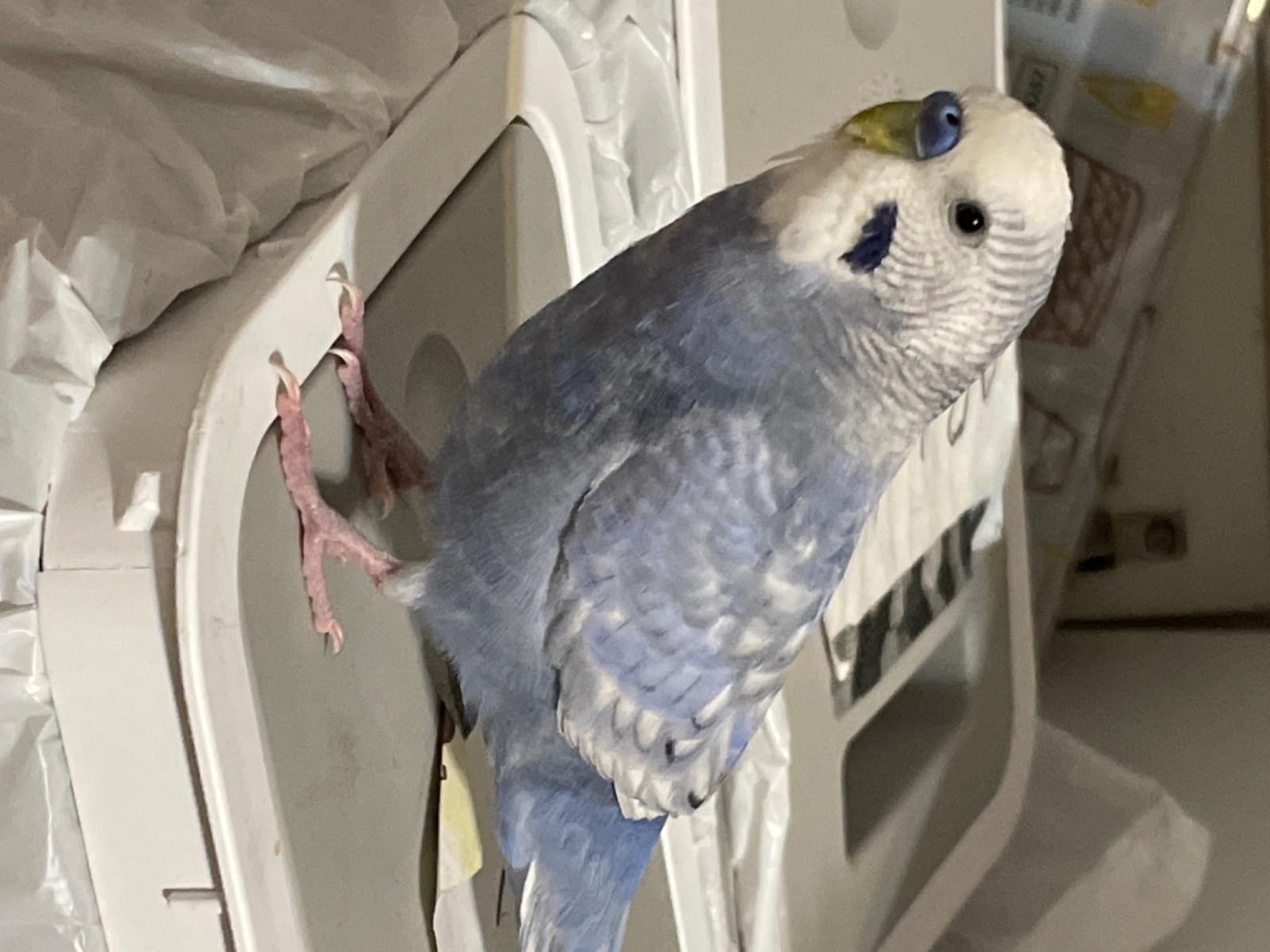保護された鳥 保護された鳥