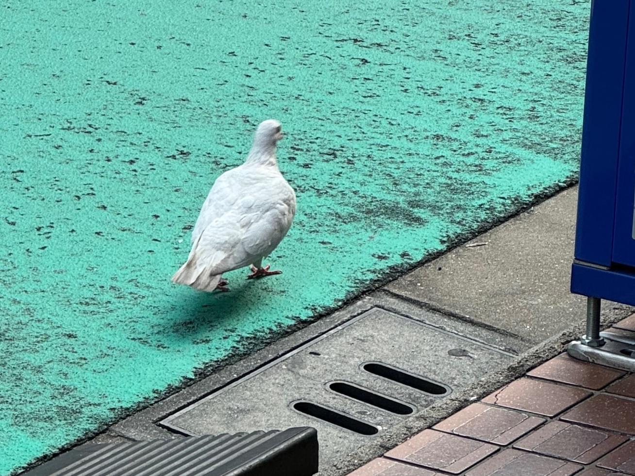 目撃された鳥 目撃された鳥