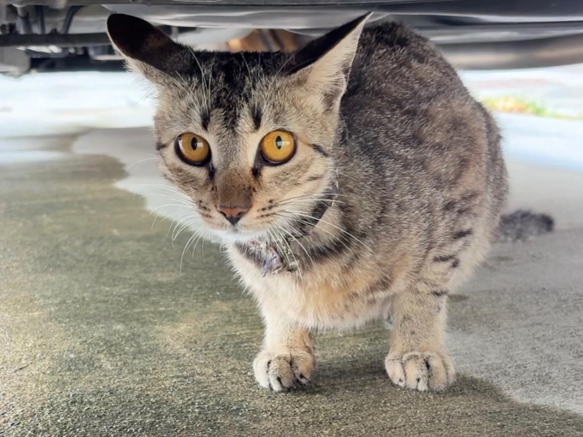 保護された猫 保護された猫