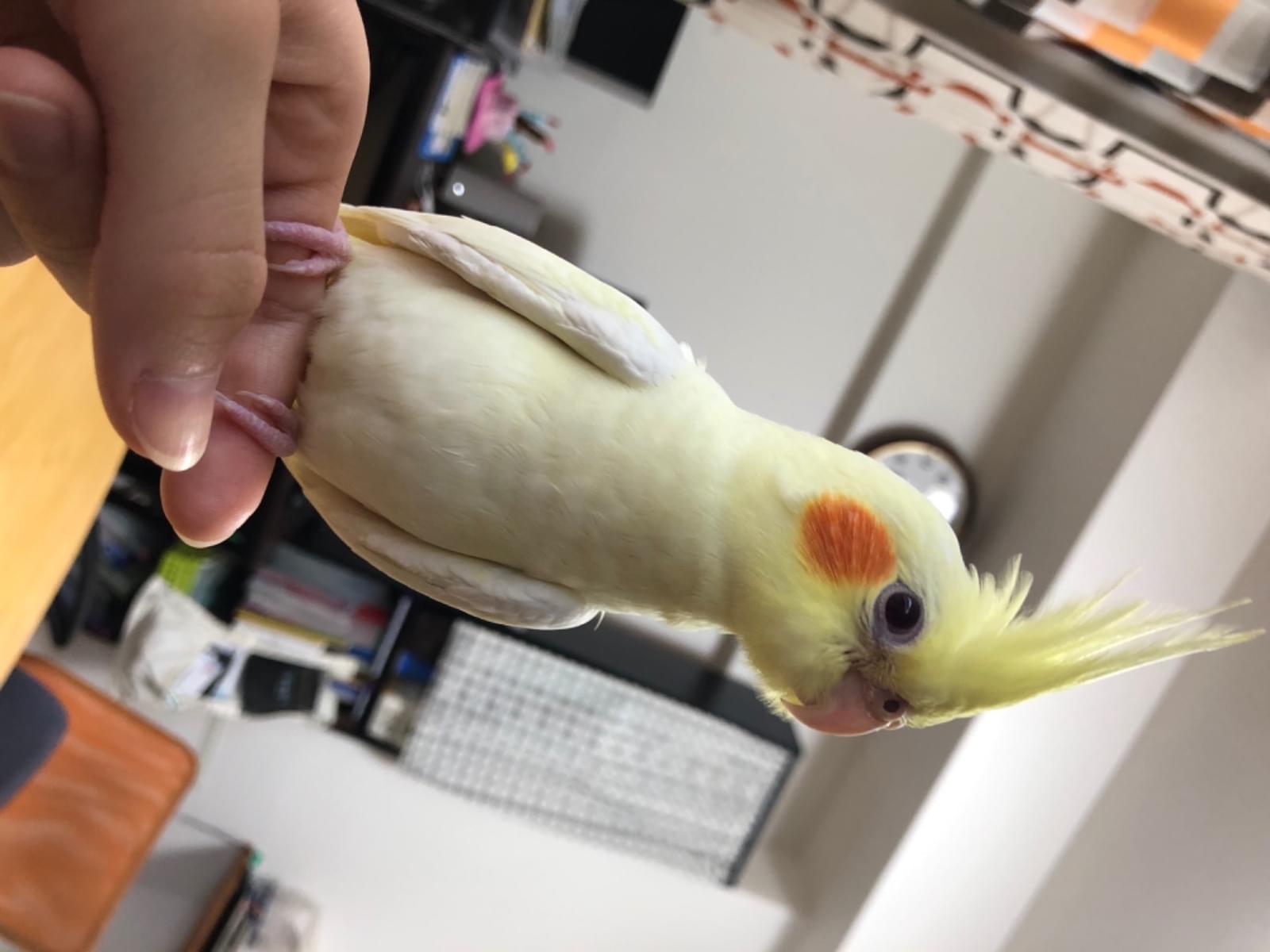 ルイちゃん ルイちゃん