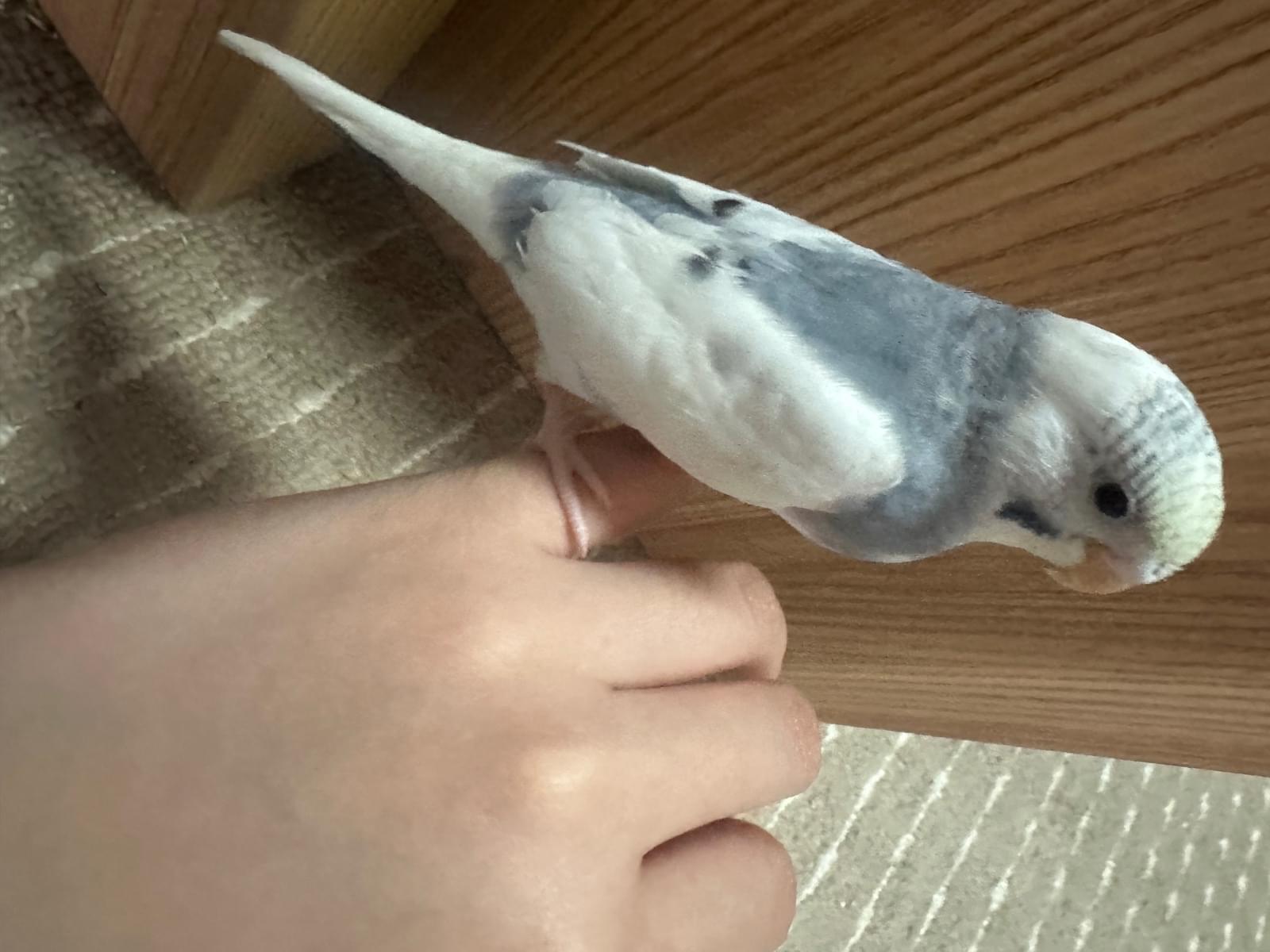 ぽやちゃん