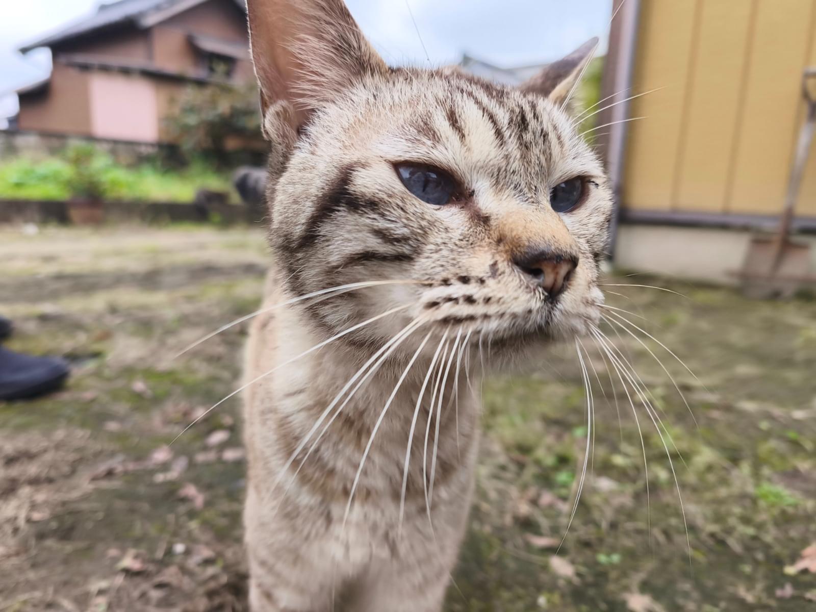 保護された猫 保護された猫