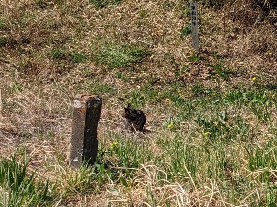 目撃された猫 目撃された猫