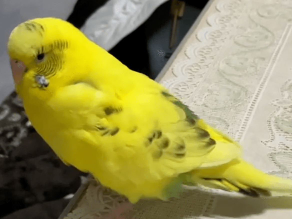 ピーちゃん ピーちゃん