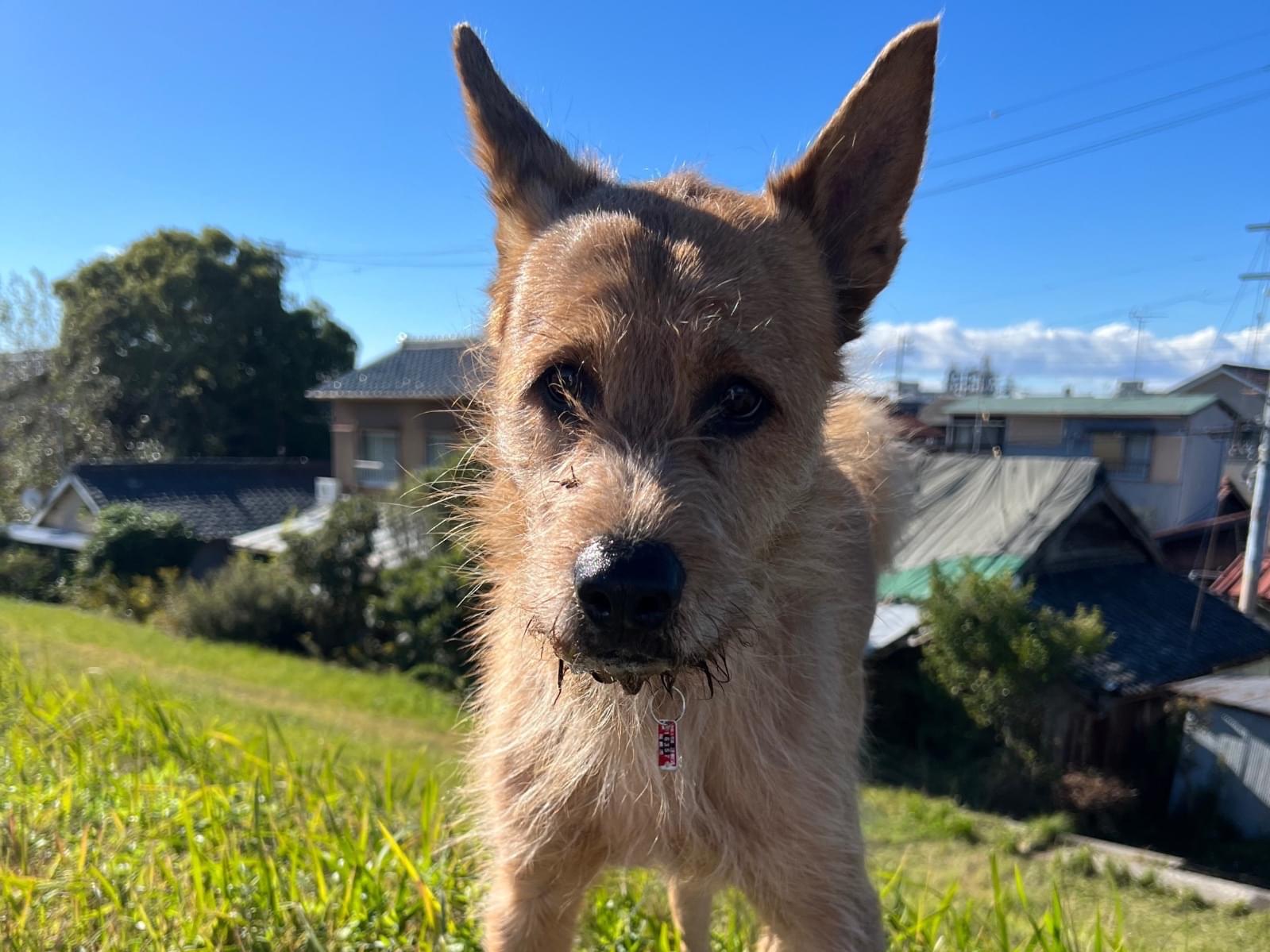 目撃された犬 目撃された犬