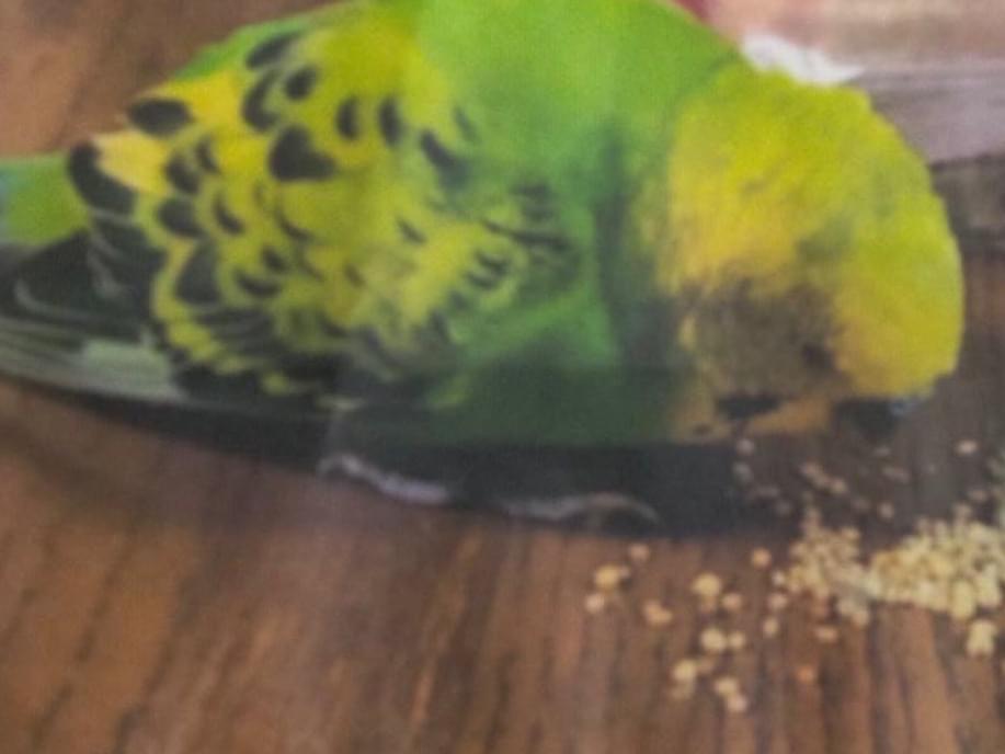 保護された鳥