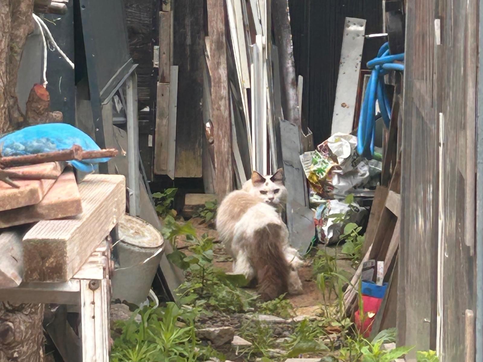 目撃された猫 目撃された猫