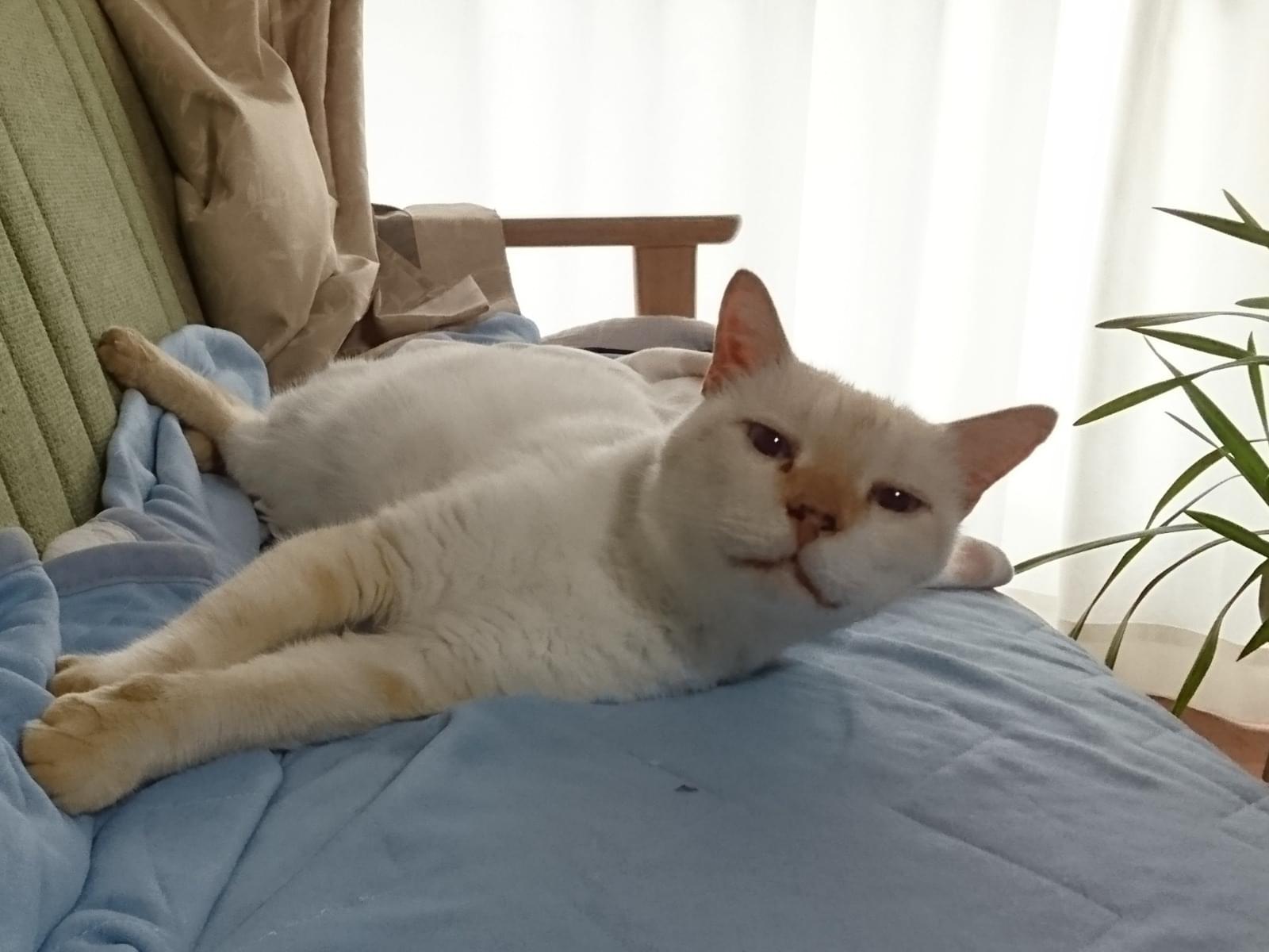 保護された猫 保護された猫