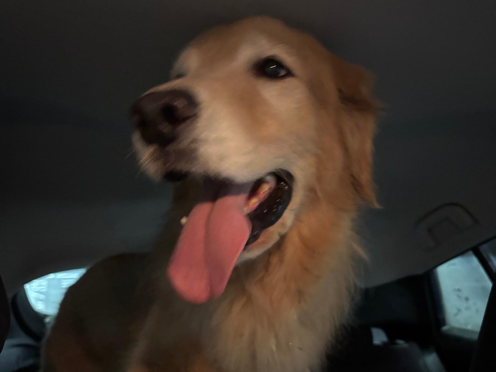 保護された犬 保護された犬