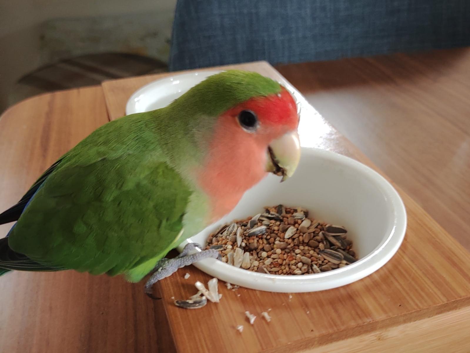 保護された鳥 保護された鳥