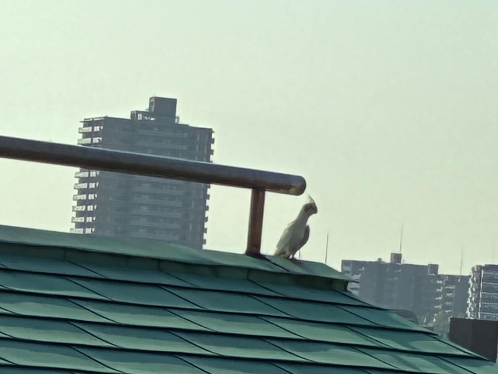 目撃された鳥 目撃された鳥