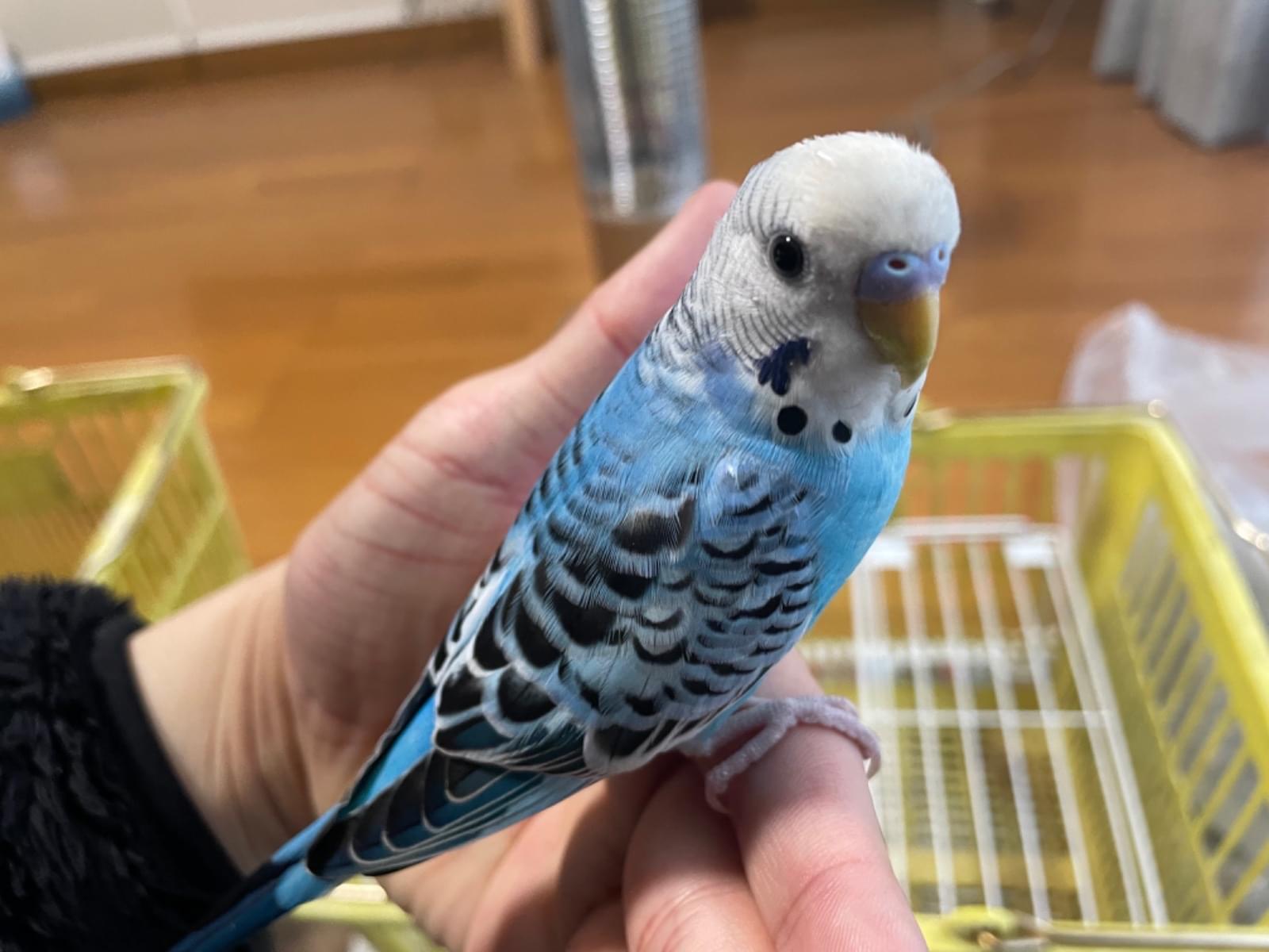 保護された鳥 保護された鳥