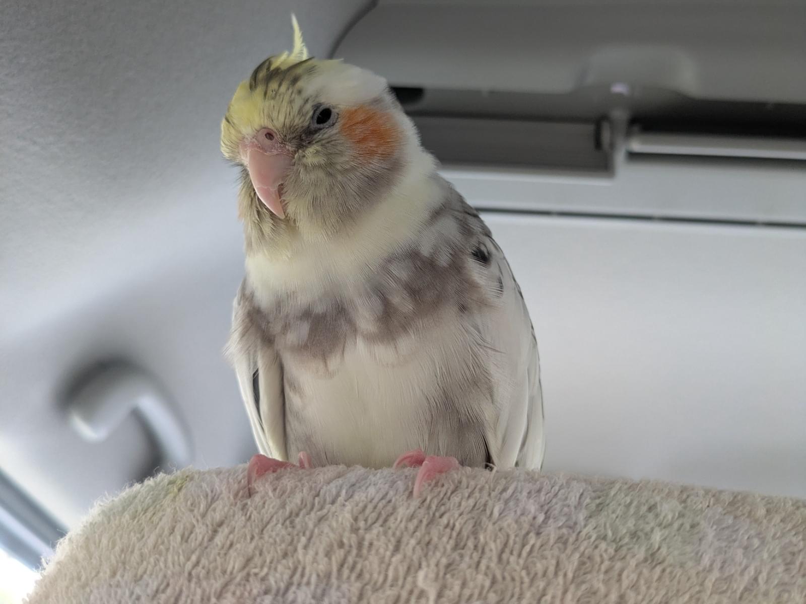 ささみちゃん