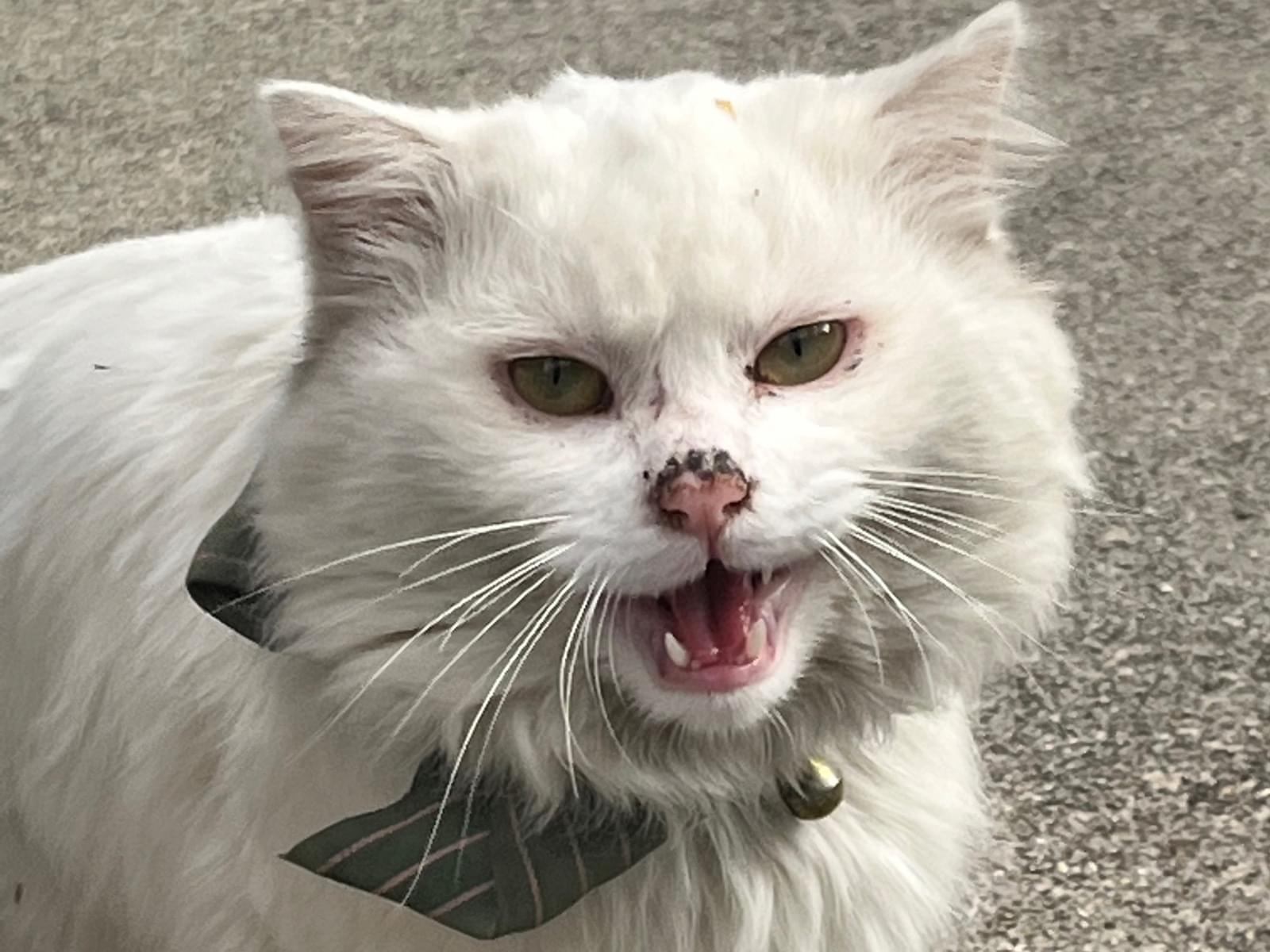 目撃された猫 目撃された猫
