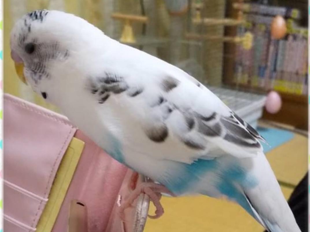 そらちゃん そらちゃん