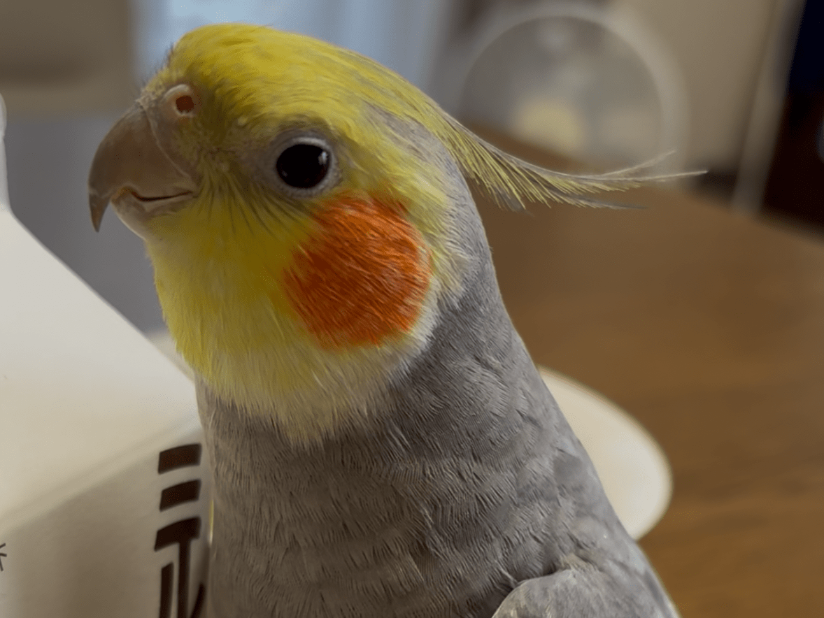 ふーちゃん ふーちゃん