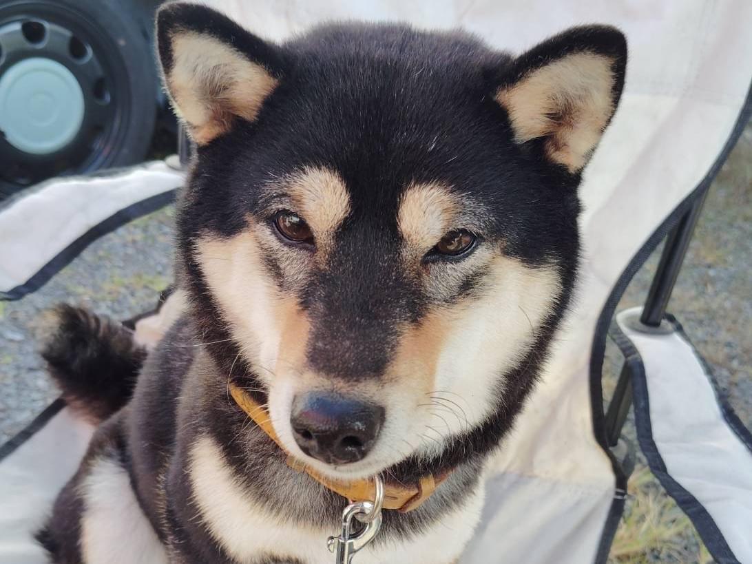 くろちゃん くろちゃん