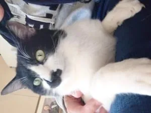 ヒゲ模様のあるハチワレ猫