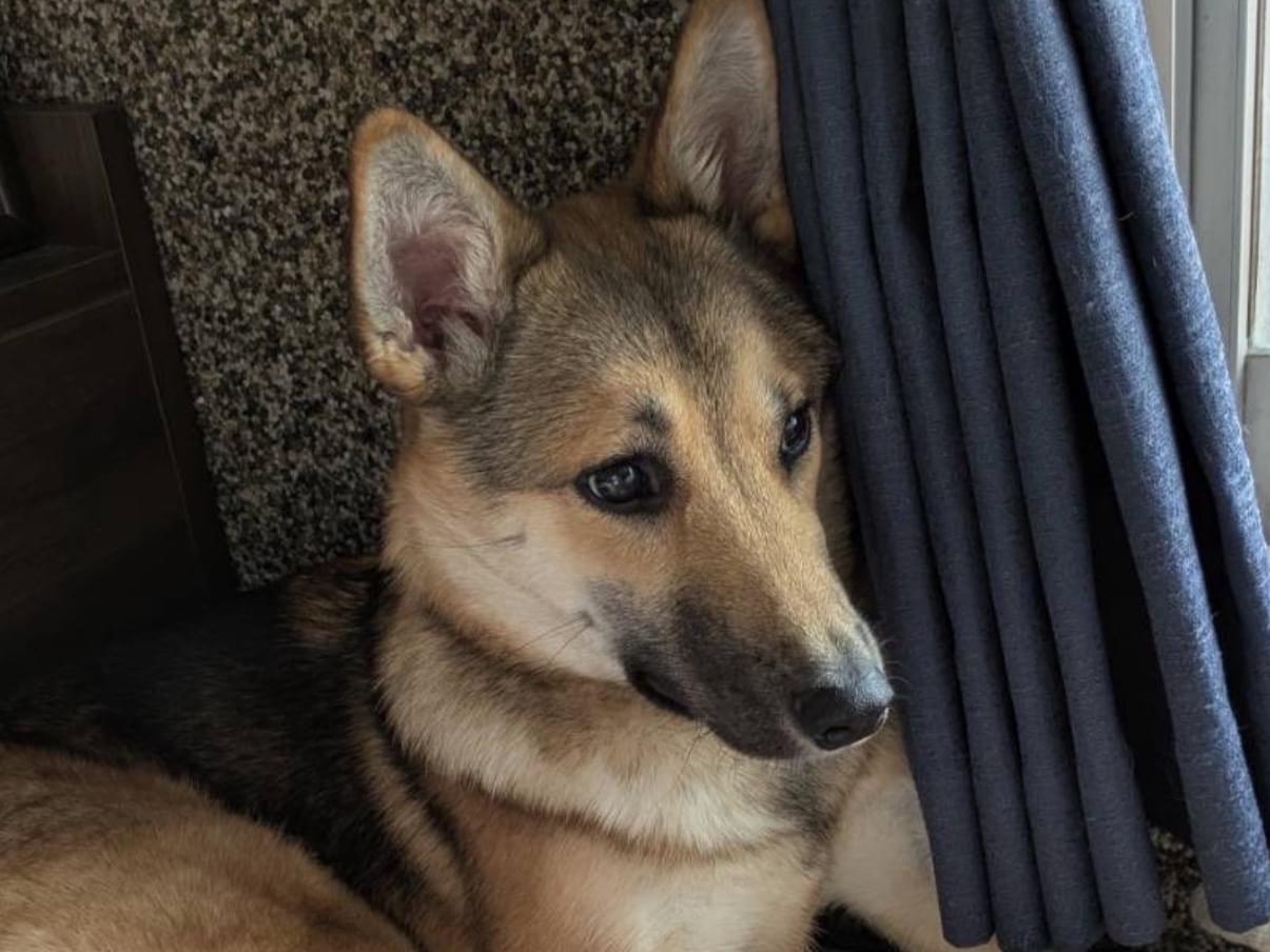 目撃された犬 目撃された犬