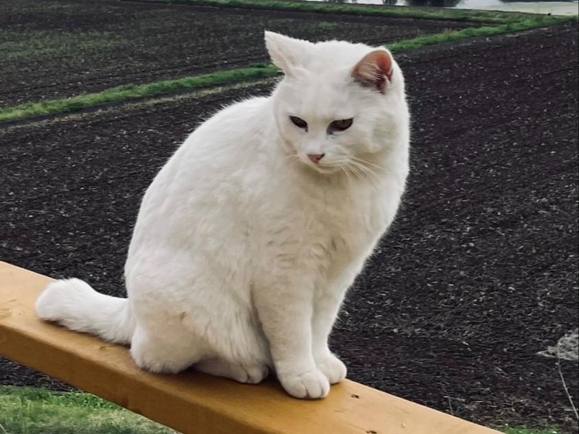 小町ちゃん 小町ちゃん