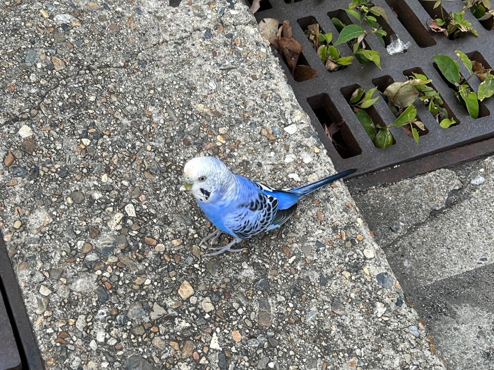 目撃された鳥 目撃された鳥