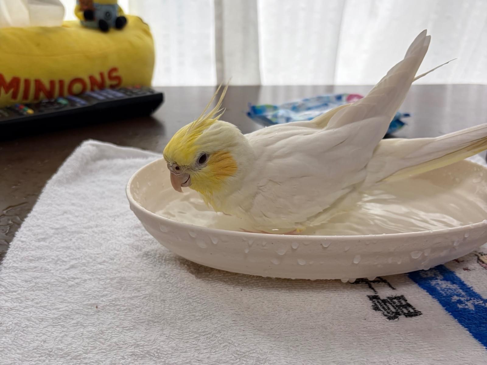 ウニちゃん ウニちゃん