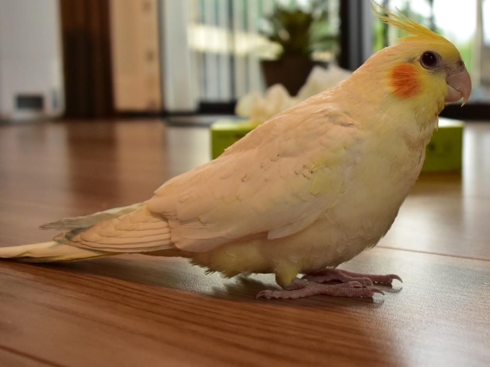 つむぎちゃん つむぎちゃん